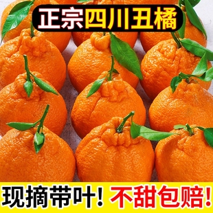 正宗四川不知火丑橘新鲜橘子应当季 孕妇水果丑桔整箱丑柑桔子蜜桔