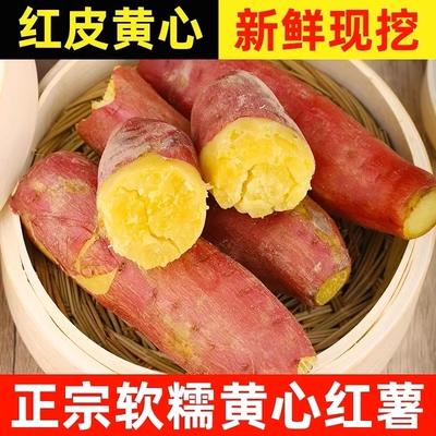 沙地红薯超甜龙九蜜薯黄心板栗新鲜甜糯粉山芋烤地瓜软糯香甜番薯
