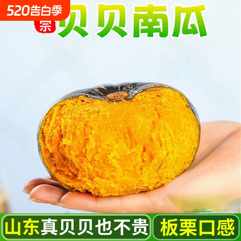 山东贝贝南瓜板栗味粉糯香甜特产新鲜蔬菜宝宝辅食现摘小南瓜