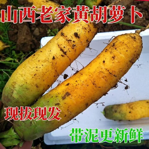自种山西黄胡萝卜新鲜蔬菜农家热卖带泥黄胡萝卜抓饭专用宝宝辅食