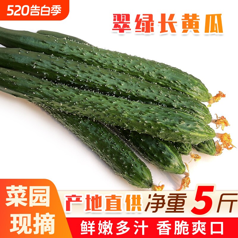 山东当季现摘黄瓜新鲜农家自种蔬菜小青瓜带刺长5斤包邮凉拌直供