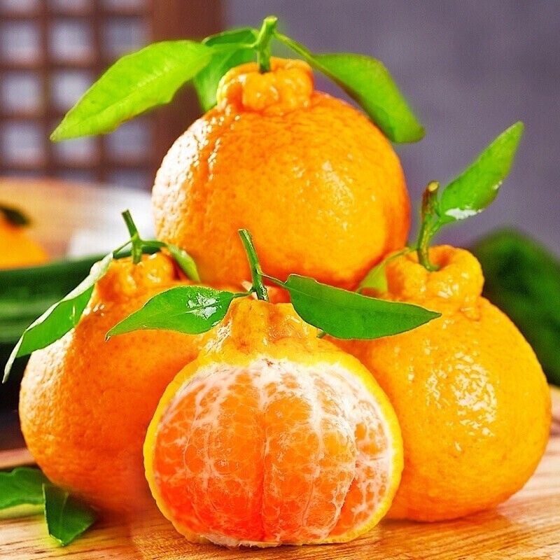 正宗四川不知火丑橘手剥榨汁甜桔子现采直发甜蜜多汁天然补维c