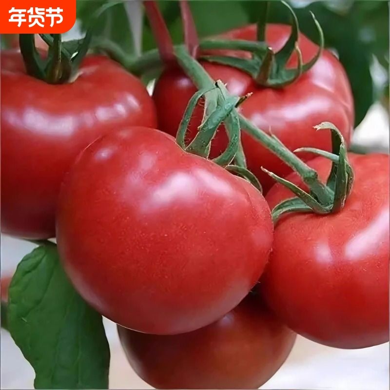 四川农家现摘自然熟沙瓤水果西红柿新鲜蔬菜普罗旺斯小番茄,水产肉类/新鲜蔬果/熟食,番茄,淘宝优惠券,粉丝福利购,淘宝优惠卷