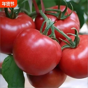 四川农家现摘自然熟沙瓤水果西红柿新鲜蔬菜普罗旺斯小番茄