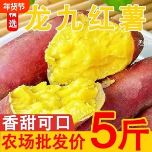 新鲜沙地龙九红薯黄心蜜薯现挖现发甜美健康美味自提农场番薯软糯