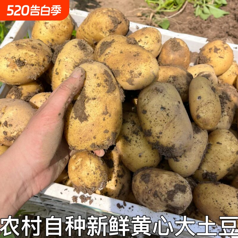新鲜土豆现挖黄皮黄心马铃薯农家种植洋芋自种