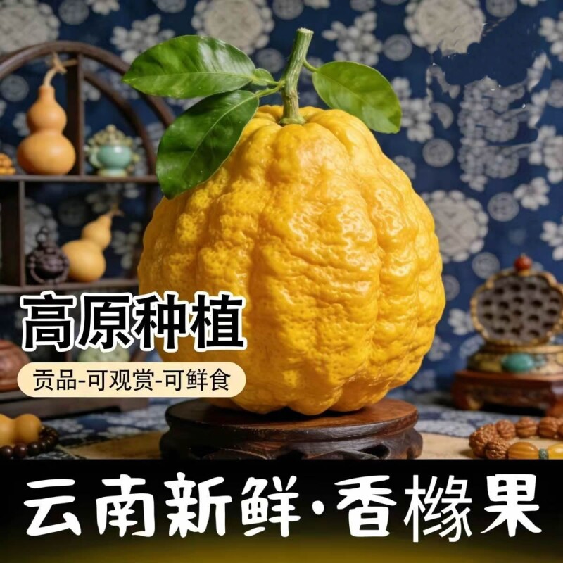 云南香橼果佛手果新鲜大果水果香圆闻香观赏摆把玩放云南特产香缘