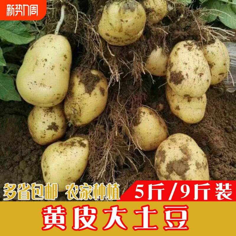 贵州新鲜黄皮土豆黄心粉糯香马铃薯洋芋农家自种现挖炒菜