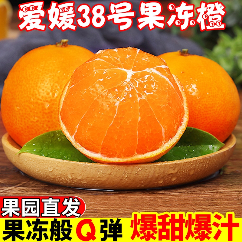 四川38号爱媛果冻橙4.5斤65cm+果