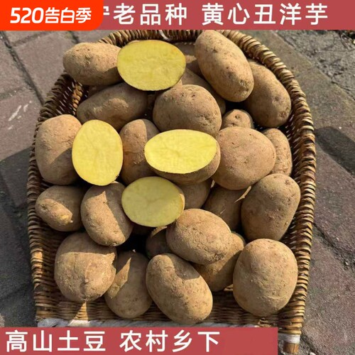 贵州大洋芋 威宁高山黄心米拉土豆 农家肥马铃薯生果