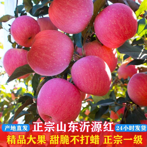 山东红富士沂源红苹果脆甜多汁