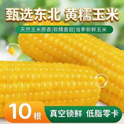 正宗东北新鲜黄糯玉米香甜拉丝独立包装糯玉米真空烧烤当季早餐