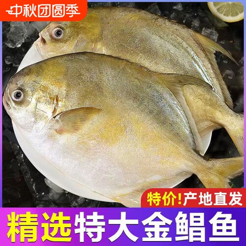新鲜冷冻特大金鲳鱼鲜活金昌鱼冰鲜海鱼海鲜水产深鲳鳊平鱼海晶鱼