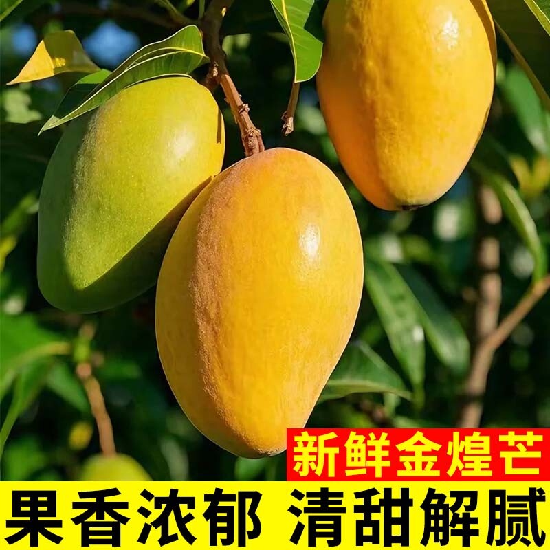 【新鲜采摘】正宗金煌芒当季时令水果个大肉厚清甜芒果果香鲜嫩