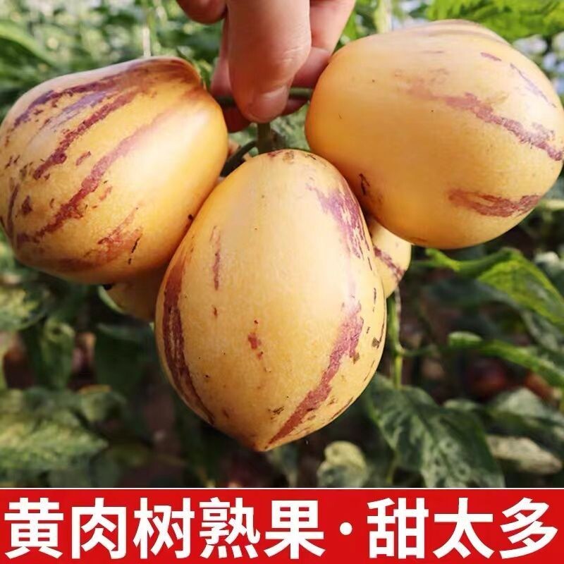 甘肃民勤人参果生沙漠 新鲜水果整箱正宗一级树熟黄肉