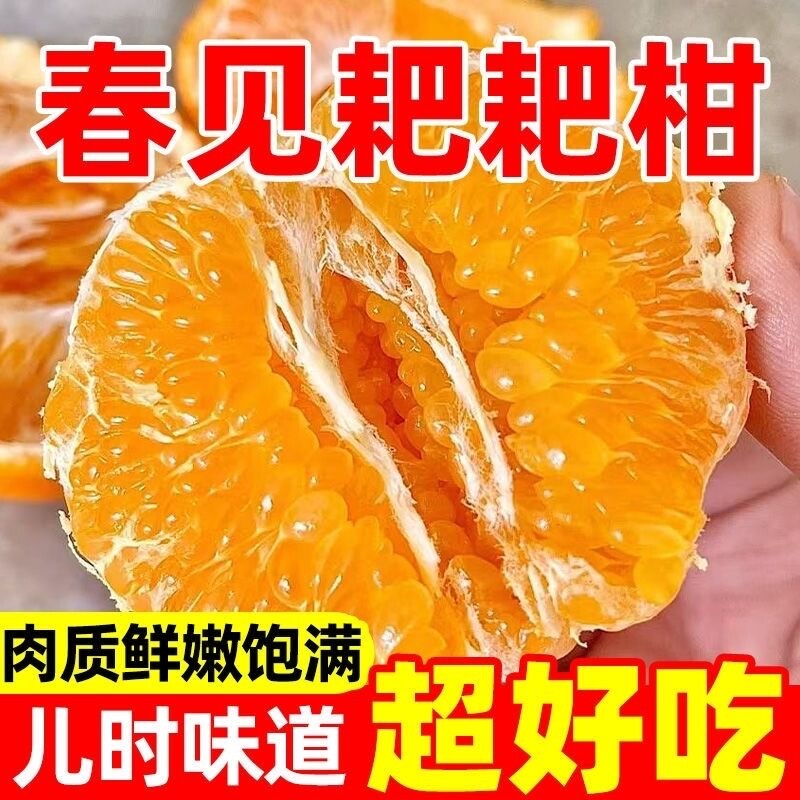 四川春见耙耙柑彩箱礼盒当季水果粑粑包邮现摘采摘大果果子新鲜