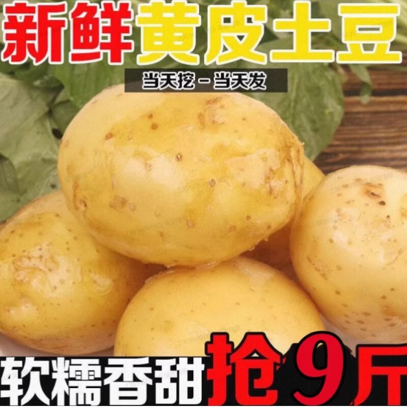 正宗黄皮土豆农家新鲜现挖高山洋芋马铃薯商用蔬菜自种开花高原