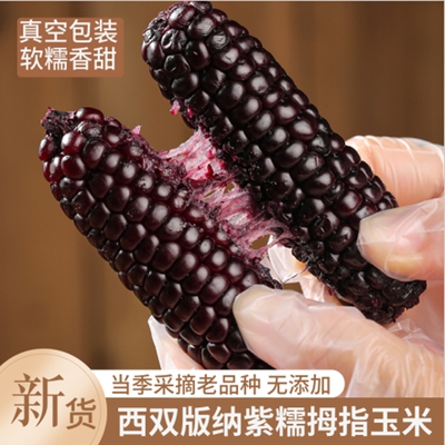 西双版纳紫金拇指小玉米新鲜傣家小手指迷你袖珍儿童玉米