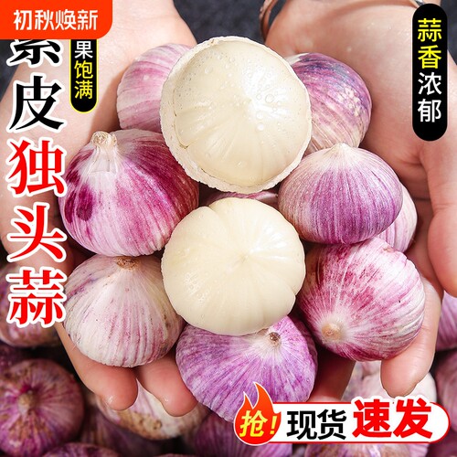 紫皮独头蒜农家大蒜辛辣有味