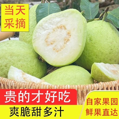 广州南沙番石榴万顷沙产地直发白心新鲜采摘硬脆甜现摘现发一整箱