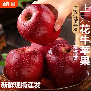 花牛苹果正宗甘肃天水可脆水果新鲜整箱当季 糖心红蛇粉面丑平安果