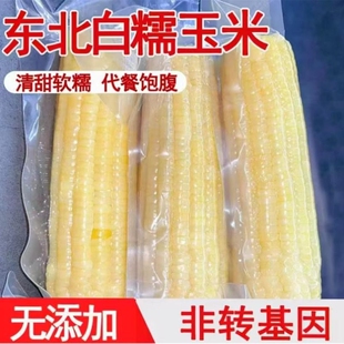 东北 新鲜白糯玉米10支低脂代餐真空包装粗粮代餐