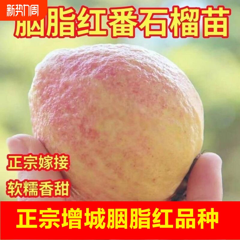 广东增城胭脂红芭乐红心番石榴现摘软糯软心鸡屎果孕妇应季水果