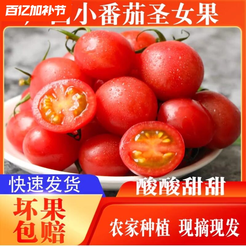 正宗新鲜圣女果小西红柿小番茄孕妇应季现摘水果蔬菜生吃非千禧果