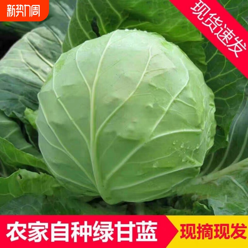 铁头卷心菜新鲜绿甘蓝整箱现摘农家包菜莲花白卷心菜云南新鲜蔬菜