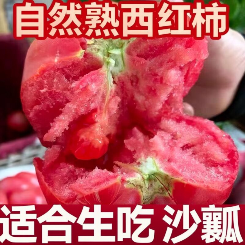 甘肃沙漠当季新鲜沙瓤西红柿现摘农家自种自然熟柿子蔬菜果蔬凉拌