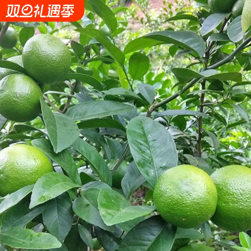 2025年土青柠檬10斤包邮广西新鲜现摘本地土柠檬黄牛脚子腌制专用