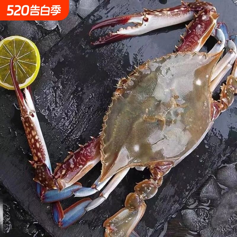新鲜活冻梭子蟹螃蟹冷冻水产海鲜大白蟹海蟹商用批发生鲜野生海补