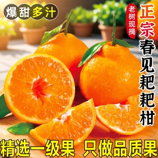 耙耙柑春见橘子新鲜水果当季时令水果应季桔子整箱粑粑柑橘现摘橙