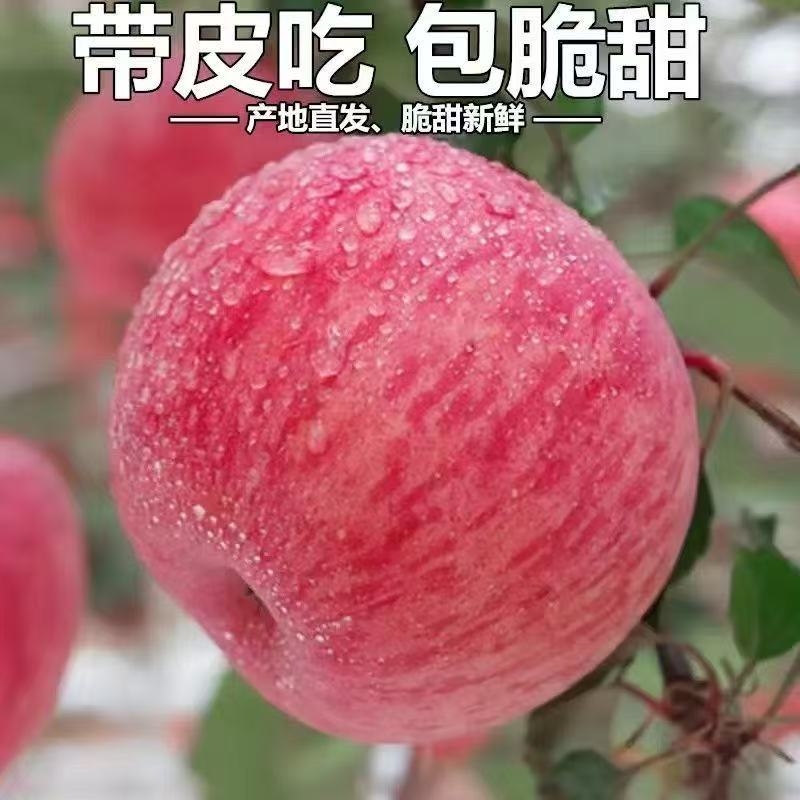 当季脆甜多汁萍果批发包邮当季新鲜蔬果山东红富士苹果水果新鲜
