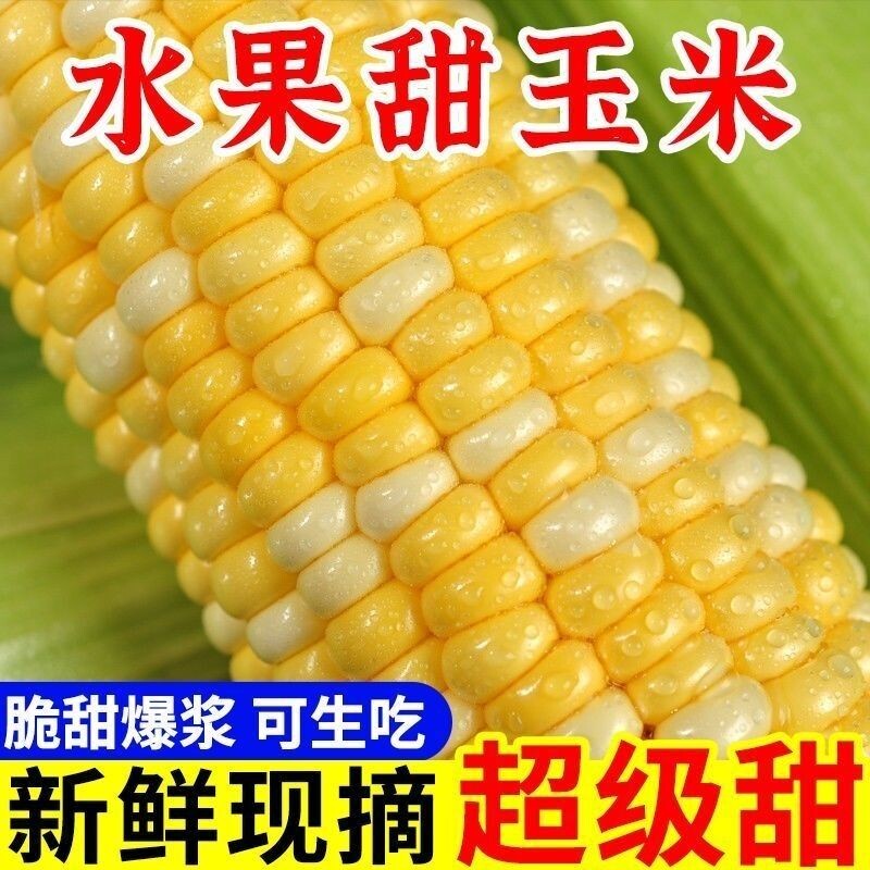 现摘现发云南德宏金银水果玉米双色新鲜甜玉米即食带壳生吃爆浆