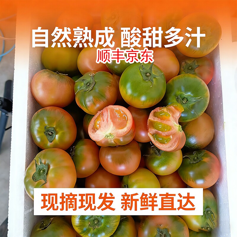 正宗铁皮草莓柿子碱地绿腚自然成熟生吃西红柿新鲜现采现摘爆汁