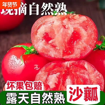 农家现摘露天沙瓤西红柿