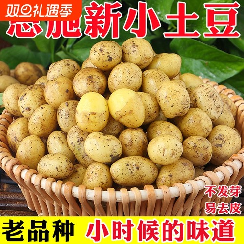 现挖现发恩施黄心高山土豆