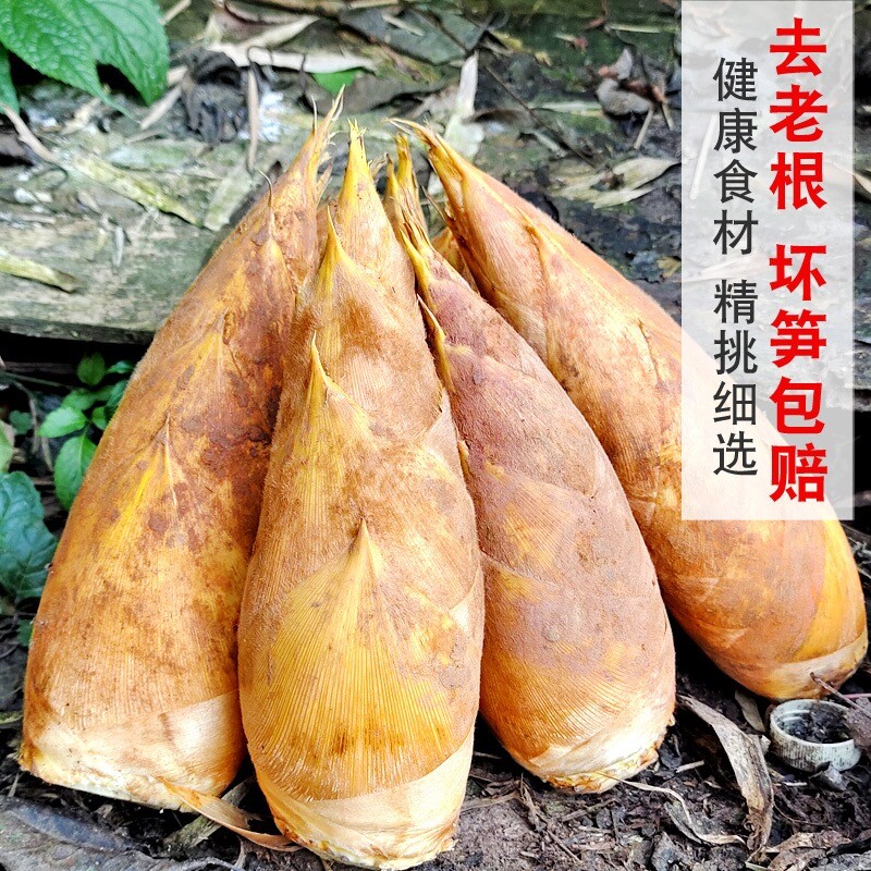 福建高山冬笋新鲜现挖毛竹笋尖野生带壳黄泥嫩笋尖去老根火锅炒菜