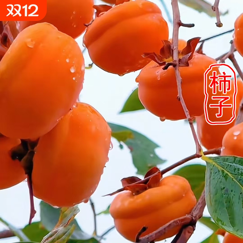 东北磨盘柿子大冻柿子爆浆蜜甜