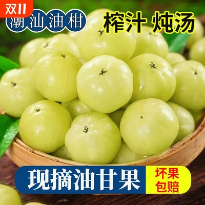 98%推荐|潮汕高山油柑