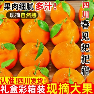耙耙柑春见橘子新鲜水果当季时令水果应季桔子整箱粑粑柑橘现摘橙