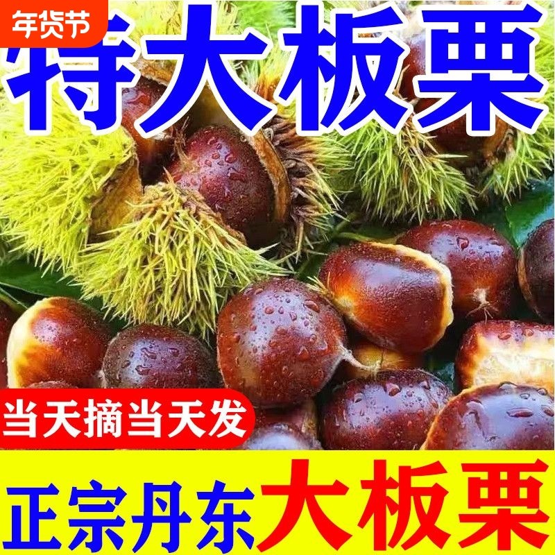 新鲜板栗生栗子超大号丹东板栗非油毛栗子蔬菜批发价整箱包邮现摘,水产肉类/新鲜蔬果/熟食,新鲜板栗/板栗仁,淘宝优惠券,粉丝福利购,淘宝优惠卷
