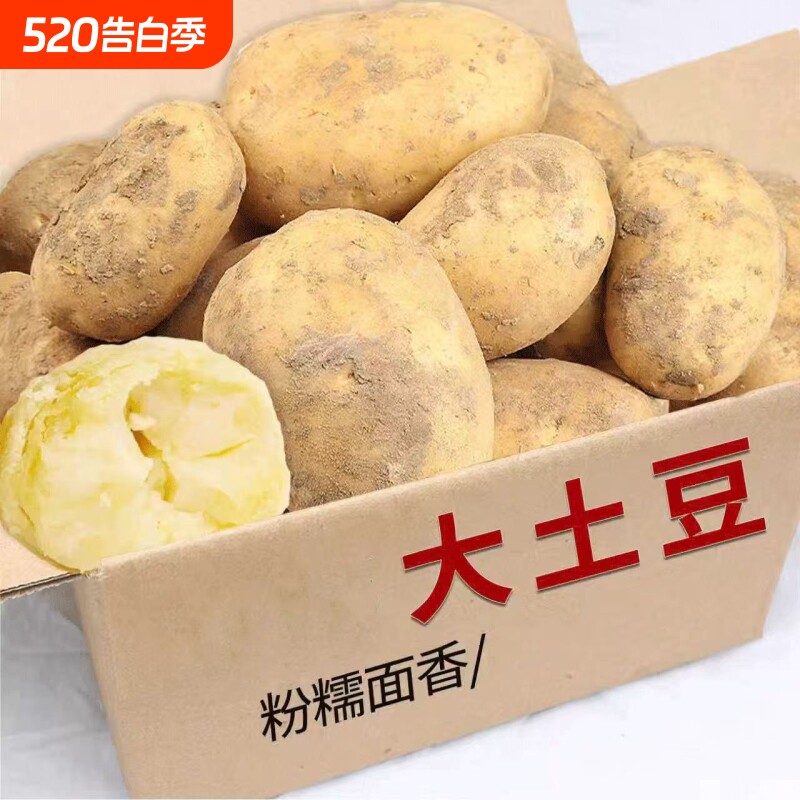 精选农家贵州土豆黄土高原黄心洋芋大土豆马铃薯农家自种整箱