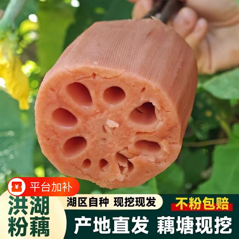 正宗湖北洪湖煲汤粉藕炖汤粉糯米藕红藕农家当天现挖现发莲藕新鲜