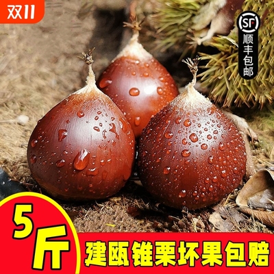 【发顺丰】新鲜板栗生锥栗建瓯高山油栗带壳圆栗毛栗子农家尖板栗