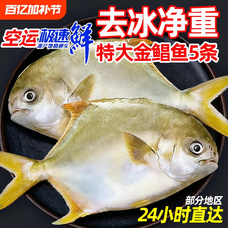 新鲜大金鲳鱼约5斤5条鲜活速冻海鲜水产金昌鱼银鲳鱼大个海鱼扁鱼