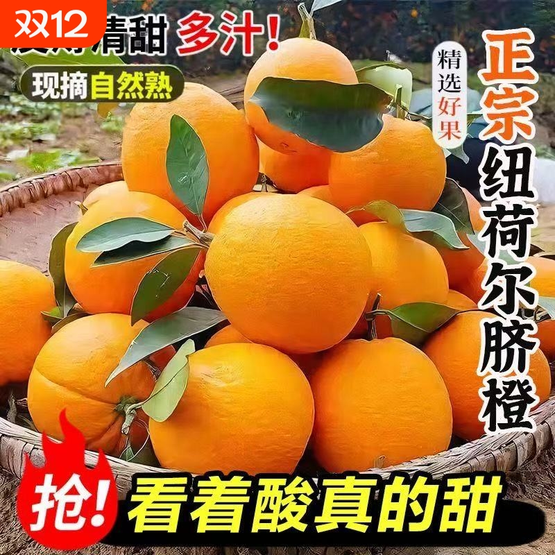 新鲜纽荷尔脐橙现摘酸甜多汁