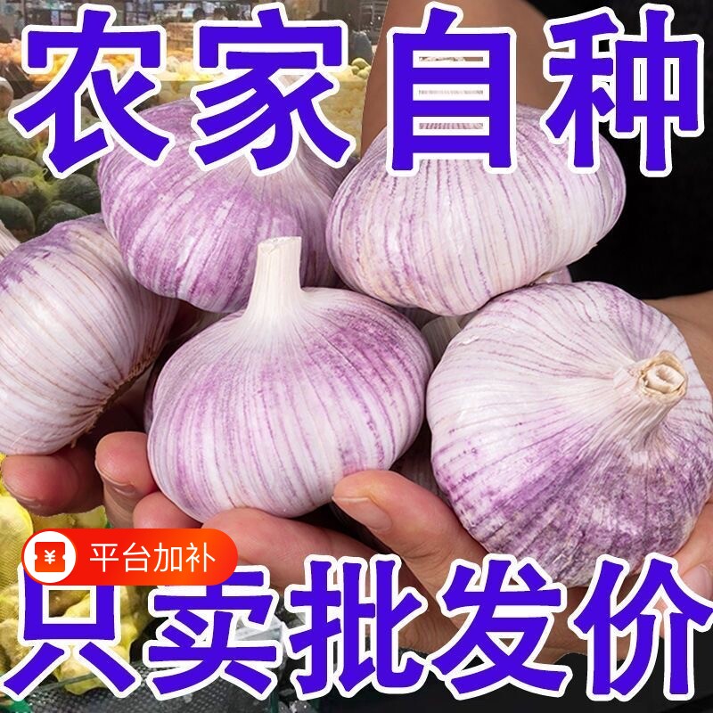 精选河南开封新干蒜今年大蒜头精品网兜装农家自种紫红皮大蒜头
