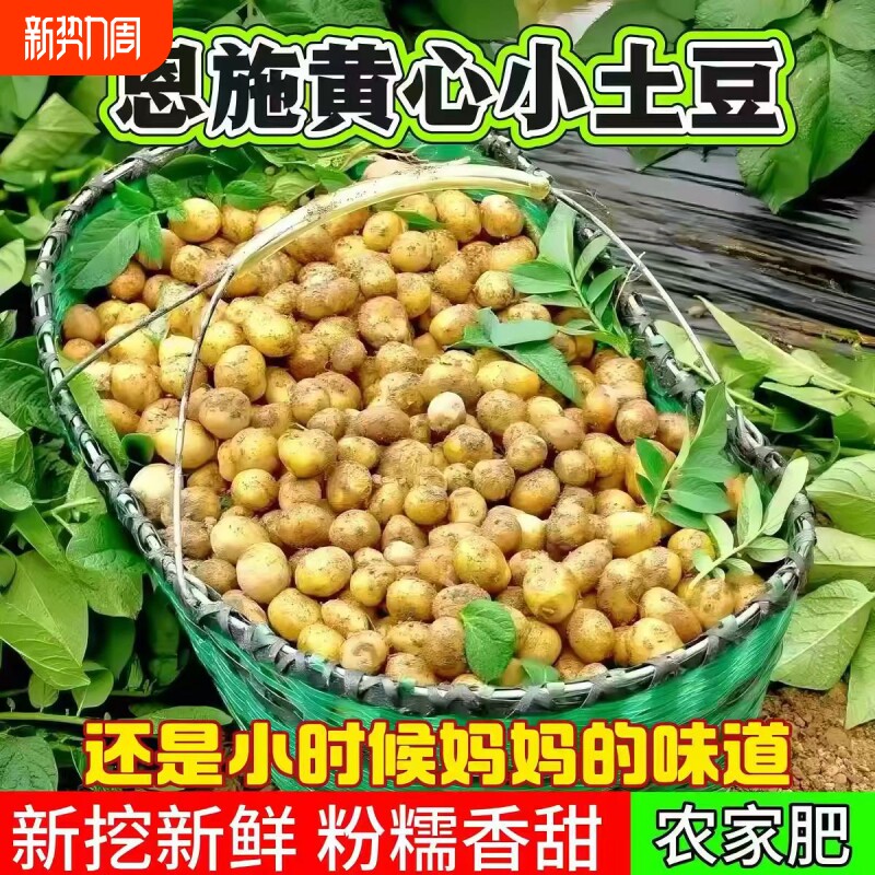 恩施农家土豆正宗新鲜小土豆蔬菜黄心现挖洋芋黄皮迷你马铃薯批发